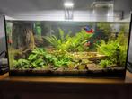 Aquarium, Dieren en Toebehoren, Vissen | Aquariumvissen, Zoetwatervis, Vis