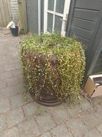 Barrel regenton, 150 liter of meer, Ophalen, Gebruikt, Hout