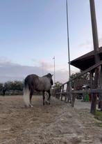 Academisch Grondwerk & Clickertraining instructie, Paardrijles of Ponykampen