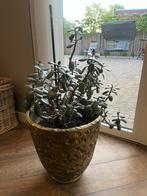 Prachtige Gouden bloempot xl met crassula, Ophalen, Overige soorten, Minder dan 100 cm