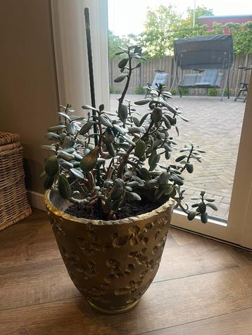 Prachtige Gouden bloempot xl met crassula beschikbaar voor biedingen