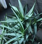 Bio Aloe Vera in de bloempotten diverse vintage potten, Overige soorten, Ophalen of Verzenden, In pot, Minder dan 100 cm