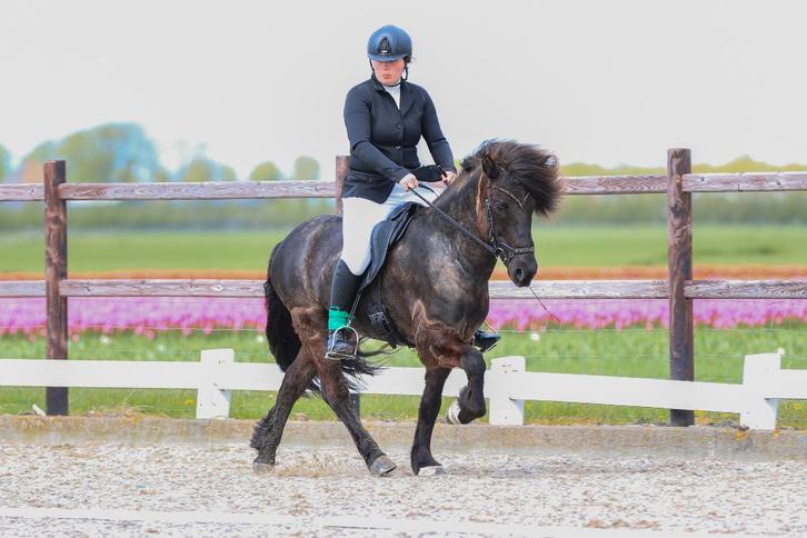 trainings plek voor ijslanders, Dieren en Toebehoren, Paarden en Pony's | Overige Paardenspullen, Nieuw, Overige soorten, Ophalen
