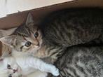 4 Britse korthaar kittens te koop., Dieren en Toebehoren, Katten en Kittens | Overige Katten, Meerdere dieren, Kortharig, 0 tot 2 jaar
