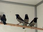 Molukse bronzeman - Lonchura molucca, Dieren en Toebehoren, Meerdere dieren, Tropenvogel, Geringd