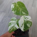 Monstera albo variegata plant, Ophalen of Verzenden, Overige soorten, Minder dan 100 cm