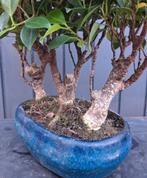 Ficus Jubara Bonsai Bosje (Forrest) 3 Stuks-  30 cm Hoog, Huis en Inrichting, Kamerplanten, In pot, Minder dan 100 cm, Bonsai