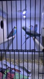 Te koop/ te ruil jonge parkieten man als pop ook te ruil, Dieren en Toebehoren, Vogels | Parkieten en Papegaaien, Meerdere dieren