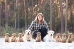 Nest aankondiging foxred/blonde labrador, Dieren en Toebehoren, Honden | Retrievers, Spaniëls en Waterhonden, CDV (hondenziekte)