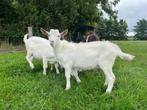 Bokken, Dieren en Toebehoren, Schapen, Geiten en Varkens, Mannelijk, Geit, 0 tot 2 jaar