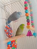 Prachtig jong koppel forpussen., Meerdere dieren, Dwergpapegaai of Agapornis, Geringd