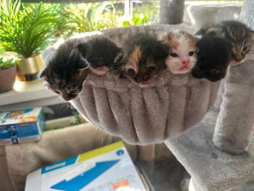 Hele mooie Maine Coon kittens  beschikbaar voor biedingen