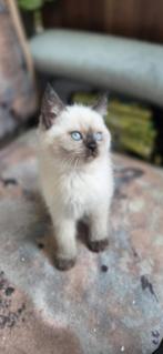 Ragdoll kittens
