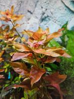 Ludwiga Repens Diamond Red 3stks - ook verzenden, Dieren en Toebehoren, Ophalen of Verzenden, Nieuw, Plant(en), Steen of Hout