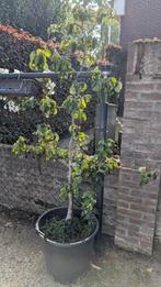 4 stuks Leibomen, leifruitbomen in pot, Ophalen, Lente, In pot, Appelboom