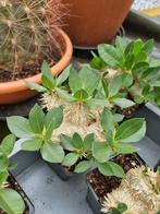 Pachypodium brevicaule, Ophalen of Verzenden, Overige soorten, Minder dan 100 cm