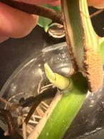 monstera albo variegata, Huis en Inrichting, Kamerplanten, Ophalen of Verzenden, Halfschaduw, Minder dan 100 cm