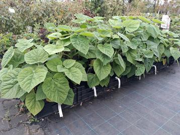 Paulownia Tomentosa - Keizersboom, Anna paloma  beschikbaar voor biedingen