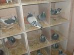 postduiven, Dieren en Toebehoren, Vogels | Duiven, Meerdere dieren, Postduif
