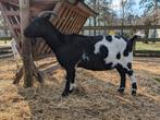 Bonte melkgeiten met stamboom, Vrouwelijk, Geit