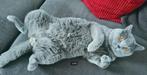 INT KAMPIOEN Brits/britse korthaar dekkater met STAMBOOM, Dieren en Toebehoren, Katten en Kittens | Dekkaters, 6 jaar of ouder