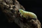 Phseudoglomeris magnifica/ Emerald kakkerlakken, Overige soorten