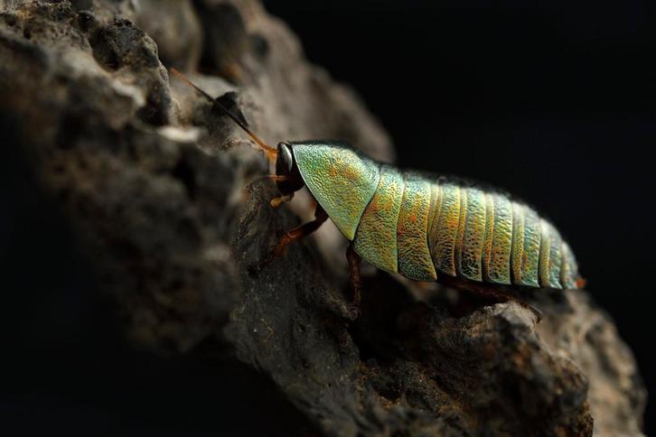 Phseudoglomeris magnifica/ Emerald kakkerlakken, Dieren en Toebehoren, Insecten en Spinnen, Overige soorten