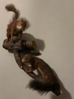 Opgezete. Eekhoorns, Mannelijk