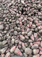 Voederbieten te koop, Ophalen of Verzenden