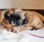 pekinees puppy met stamboom, Dieren en Toebehoren, België, Particulier, Overige rassen, CDV (hondenziekte)