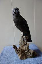 Mooi opgezet Kauwtje, Verzamelen, Dierenverzamelingen, Ophalen of Verzenden, Gebruikt, Vogel, Opgezet dier