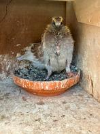 2 prachtige rode jonge postduiven uit Barcelona fondduif, Meerdere dieren, Postduif