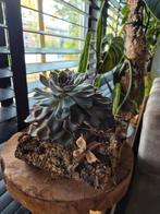 Echeveria op kurk, Vetplant, Minder dan 100 cm, Groene kamerplant, Halfschaduw