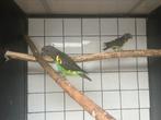 Koppel meyer papegaaien, Dieren en Toebehoren, Vogels | Parkieten en Papegaaien, Meerdere dieren, Papegaai, Geringd