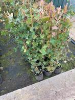 Hedera hibernica 100/120 cm, Vaste plant, Klimplanten, Ophalen