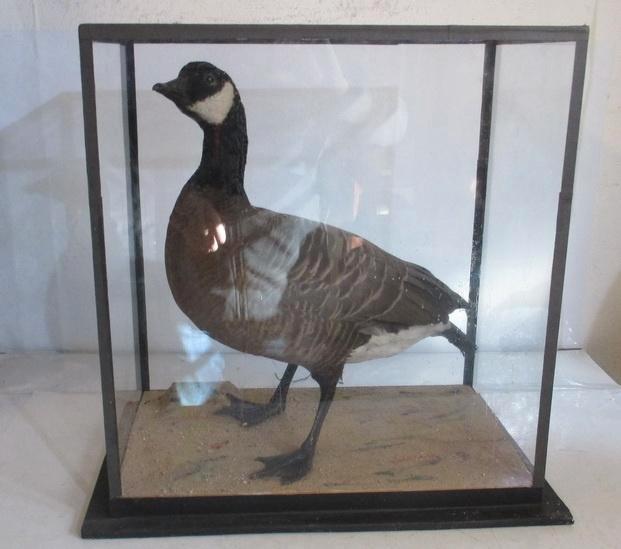 grote oude opgezette taxidermy gans in glazen box, Antiek en Kunst, Curiosa en Brocante, Ophalen