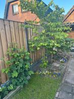 Hazelaar, Ophalen, Lente, Overige soorten, 100 tot 250 cm