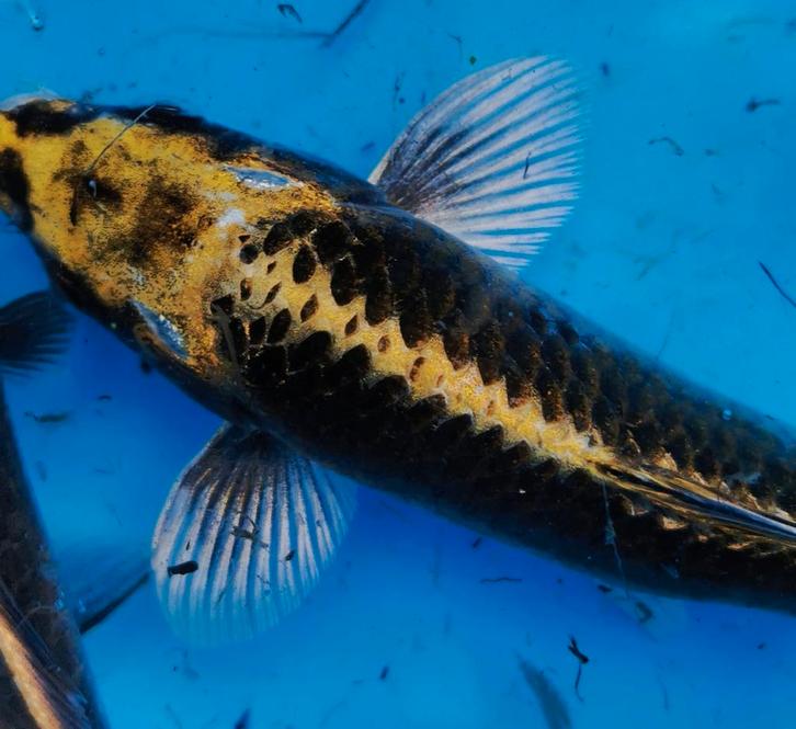 Eigenkweek Japans-Belgische koi. Diverse variëteiten., Dieren en Toebehoren, Vissen | Vijvervissen