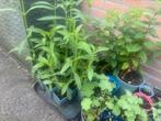 Prachtige verbena, Ophalen of Verzenden, Zomer, Overige soorten, Volle zon