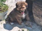Australian Shepherd x Berner Sennen x oud duitse herder, Dieren en Toebehoren, Honden | Herdershonden en Veedrijvers, Nederland