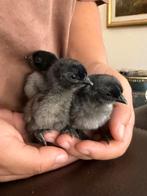 3 Dongxiang Lukedanji kuikens, Dieren en Toebehoren, Pluimvee, Meerdere dieren