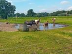 Paddock Paradise Bornerbroek, Dieren en Toebehoren, Stalling en Weidegang, Weidegang, Nvt, Nvt, 4 paarden of pony's of meer