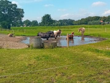 Paddock Paradise Bornerbroek beschikbaar voor biedingen