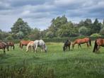 Pensioenplek, Dieren en Toebehoren, Stalling en Weidegang, Weidegang