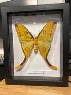 Argema mittrei Vlinder in Lijst, Ophalen of Verzenden