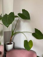 Alocasia planten, Overige soorten, Minder dan 100 cm, Ophalen of Verzenden, Halfschaduw