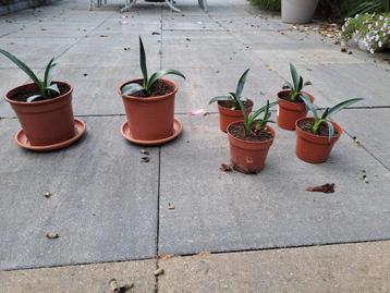 6 prachtige Agave planten in potten gekweekt  beschikbaar voor biedingen