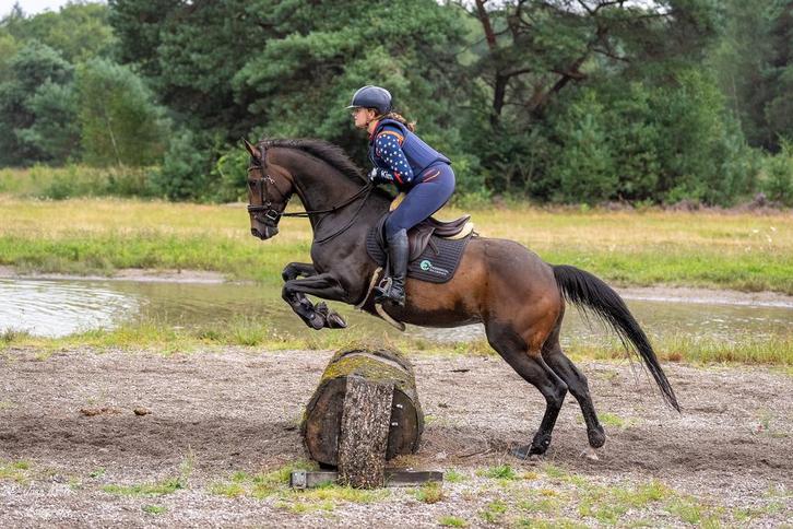 Super lieve 10 jarige allrounder, Dieren en Toebehoren, Paarden, Ruin, L, 160 tot 165 cm, 7 tot 10 jaar, Springpaard, Gechipt