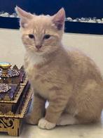 Britshe  korthaar kitten  8 weken oud., Dieren en Toebehoren, Katten en Kittens | Raskatten | Korthaar, Kater, Ontwormd, 0 tot 2 jaar