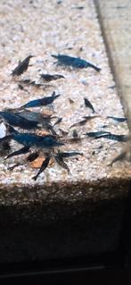 Blauwe zoetwater garnalen op kraanwater., Dieren en Toebehoren, Vissen | Aquariumvissen, Kreeft, Krab of Garnaal